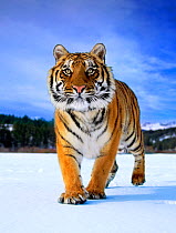 Siberian Tiger (Panthera tigris altaica) walking on snow. Captive. (non-ex)
