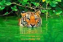 Indo-chinese Tiger (Panthera tigris corbetti) in water. Thailand captive (non-ex)