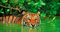 Indo-chinese Tiger (Panthera tigris corbetti) in lake. Thailand captive (non-ex)