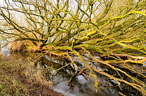 Fallen willow tree (Salix sp.) at the edge of a frozen lake. Chew Valley Lake, UK, January