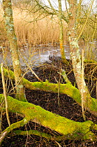 Living and fallen moss-covered Willow trees (Salix sp.) in front of a reed bed (Phragmites australis), and frozen lake edge. Chew Valley Lake, UK, January