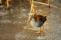 Water rail (Rallus aquaticus) walking on frozen water surface at edge of reed bed. Chew Valley lake, Somerset, UK, January