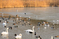 Mute swans (Cygnus olor), Mallards (Anas platyrhynchos), Black-headed gulls (Larus ridibundus) and Common gulls (Larus canus) on partially frozen Chew Valley Lake, Somerset, UK, January