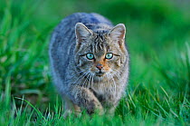 Wild cat (Felis silvestris) out hunting in field, stalking, Vosges, France, April