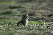Wild cat (Felis silvestris) out hunting in field, Vosges, France, June