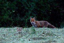 Wild cat (Felis silvestris) and Red fox (Vulpes vulpes) watching, Vosges, France, June