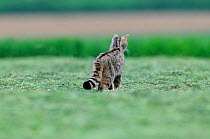 Wild cat (Felis silvestris) out hunting in field, Vosges, France, May
