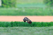 Wild cat (Felis silvestris) out hunting in field, pouncing / leaping on prey, Vosges, France, May