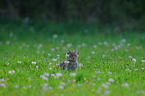 Wild cat (Felis silvestris) out hunting amongst wild flowers in field, Vosges, France, April