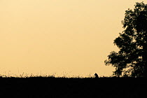 Silhouette of Wild cat (Felis silvestris) out hunting in field, Vosges, France, June