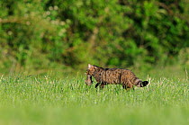 Wild cat (Felis silvestris) carrying rodent prey, Vosges, France, June