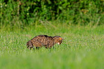 Wild cat (Felis silvestris) catching prey, Vosges, France, June