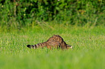 Wild cat (Felis silvestris) catching prey, Vosges, France, June