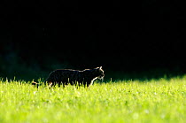 Wild cat (Felis silvestris) backlit, in field, Vosges, France, June