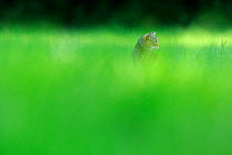 Wild cat (Felis silvestris) amongst vegetation, Vosges, France, June