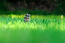 Wild cat (Felis silvestris) out hunting in field, Vosges, France, June