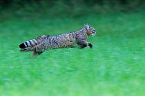 Wild cat (Felis silvestris) running, Vosges, France, June