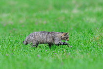 Wild cat (Felis silvestris) stalking prey in field, Vosges, France, June