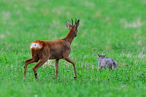 Wild cat (Felis silvestris) and Roe deer (Capreolus capreolus) Vosges, France, July