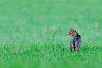 Wild cat (Felis silvestris) out hunting in field, Vosges, France, July