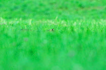 Wild cat (Felis silvestris) hidden in long grass, Vosges, France, July