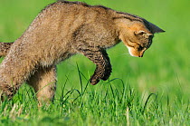 Wild cat (Felis silvestris) leaping on prey, Vosges, France, July