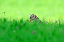 Wild cat (Felis silvestris) hunting in field, Vosges, France, July
