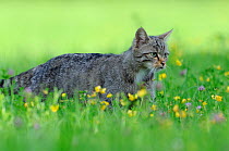 Wild cat (Felis silvestris) out hunting in field, amonst wild flowers, Vosges, France, July
