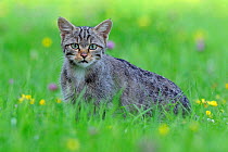 Wild cat (Felis silvestris) portrait, Vosges, France, July