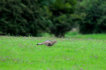 Wild cat (Felis silvestris) running fast through field, Vosges, France, August