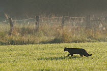 Wild cat (Felis silvestris) silhouette in field, Vosges, France, August