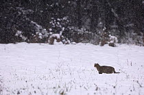 Wild cat (Felis silvestris) hunting in snow-covered field, Vosges, France, November