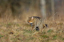 Wild cat (Felis silvestris) hunting in woodland, Vosges, France, March