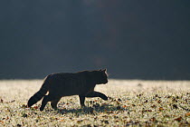 Silhouette of Wild cat (Felis silvestris) out hunting in field, Vosges, France, January