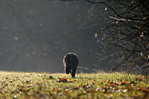 Silhouette of Wild cat (Felis silvestris) out hunting in field, rear view,  Vosges, France, January