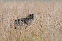 Wild cat (Felis silvestris) hunting in long grass, Vosges, France, February