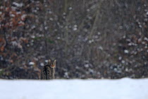 Wild cat (Felis silvestris) in snow, Vosges, France, February