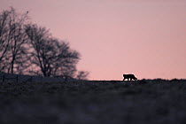 Silhouette of Wild cat (Felis silvestris) out hunting at dawn, Vosges, France, February
