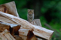 Wild cat (Felis silvestris) kitten amongst timber, Vosges, France, May