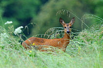 Roe deer (Capreolus capreolus) female amongst wet grass in the rain, Vosges, France, June