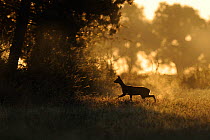 Silhouette of female Roe deer (Capreolus capreolus) at dawn, Vosges, France, July
