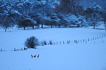 Three Roe deer (Capreolus capreolus) in the snow, Vosges, France, January