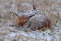 Red fox (Vulpes vulpes) curled up resting in snow, Vosges, France, February