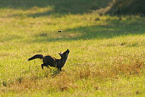 Red fox (Vulpes vulpes) hunting vole in grass, tossing vole into the air, Vosges, France, June