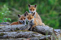 Red fox (Vulpes vulpes) three cubs on logs, Vosges, France, May