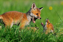 Red fox (Vulpes vulpes) cubs playing in grass, Vosges, France, April
