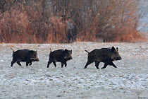 Three wild Boar (Sus scrofa) crossing snow covered field, Vosges, France, January