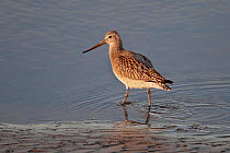 Bar-tailed Godwit (Limosa lapponica) in winter plumage walking at tide edge in late afternoon light. Liverpool Bay, UK, December.