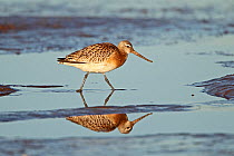 Bar-tailed Godwit (Limosa lapponica) in winter plumage walking on shore in late afternoon light. Liverpool Bay, UK, December.