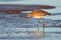 Bar-tailed Godwit (Limosa lapponica) in winter plumage foraging on muddy shore in late afternoon light. Liverpool Bay, UK, December.